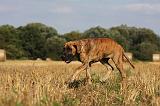 DOGUE ALLEMAND 309